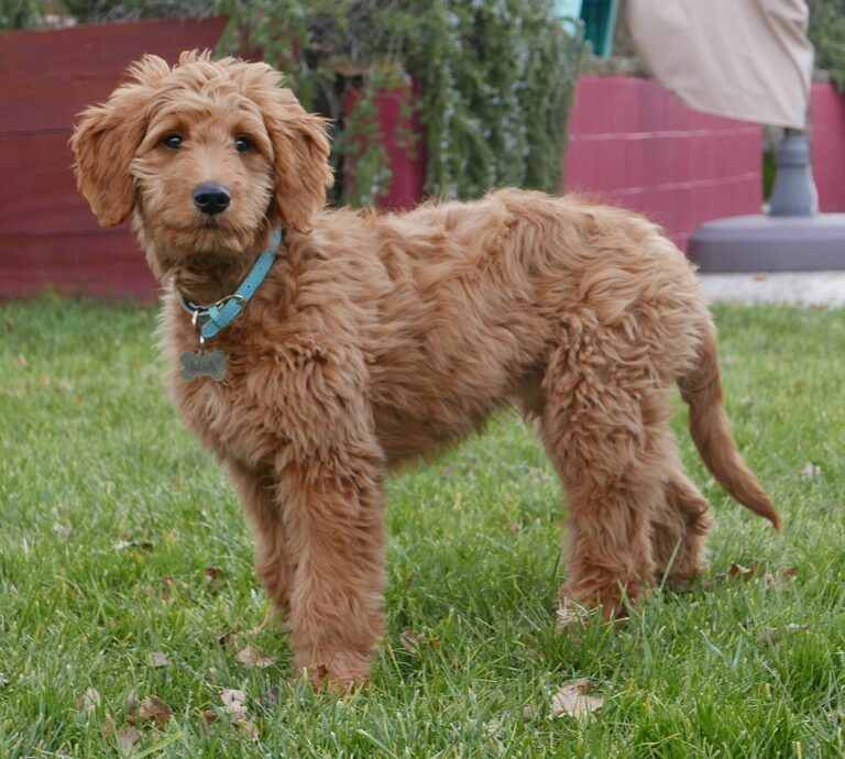 What Are Golden Doodles?