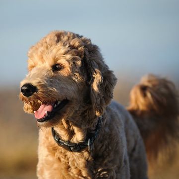 How Can I Adopt A Goldendoodle From A Rescue Center In Los Angeles?