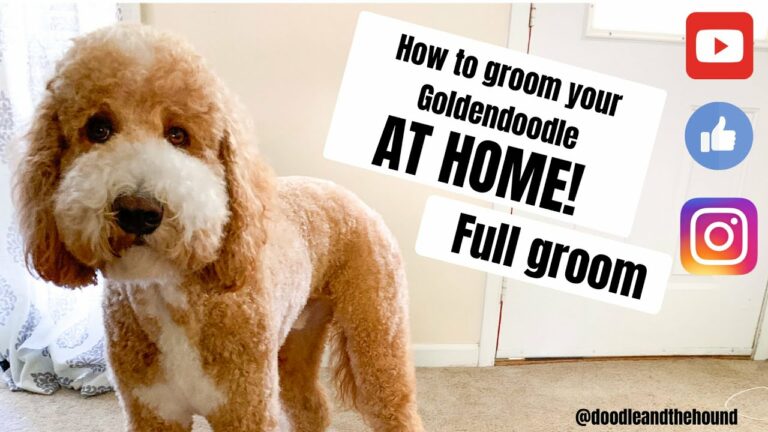 How To Groom Your Goldendoodle At Home?