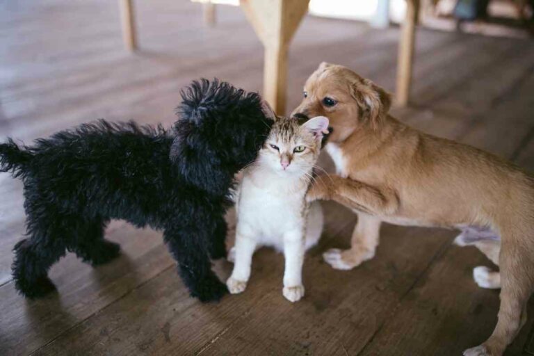 Do Goldendoodles Get Along With Cats?