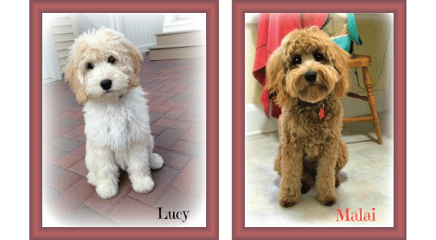 What are the different coat types of Goldendoodles in Springfield?