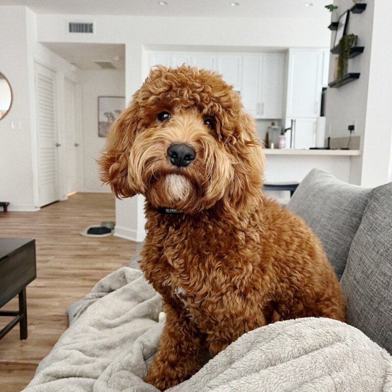 Where Can I Find Obedience Training Classes For My Goldendoodle In Huntington Beach?