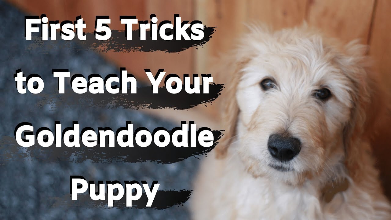 How to Train a Goldendoodle?