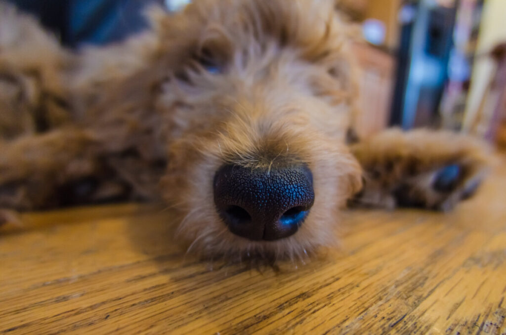 Do Goldendoodles Have Whiskers?