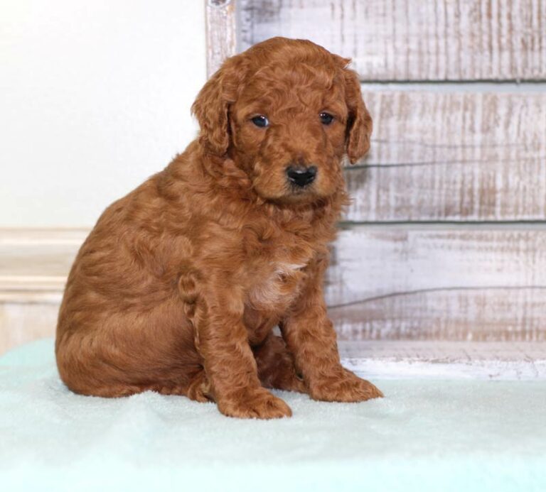 Where Can I Adopt A Goldendoodle Puppy In Santa Rosa?