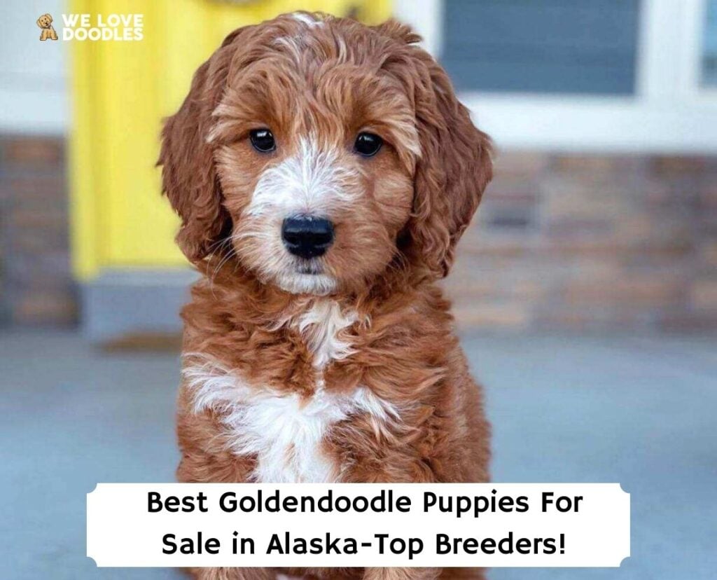 Goldendoodles in Alaska - Discover the Best Doodle Puppies in the Last Frontier