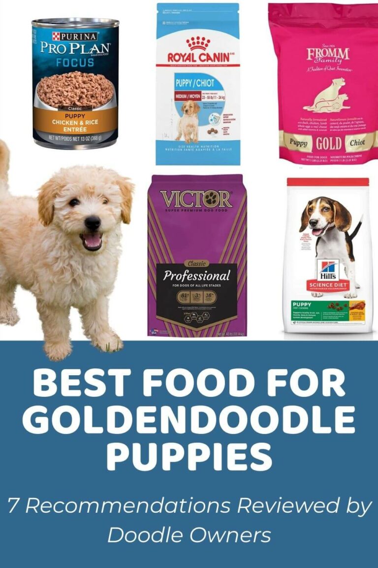 What Dog Food Is Best For Goldendoodles?