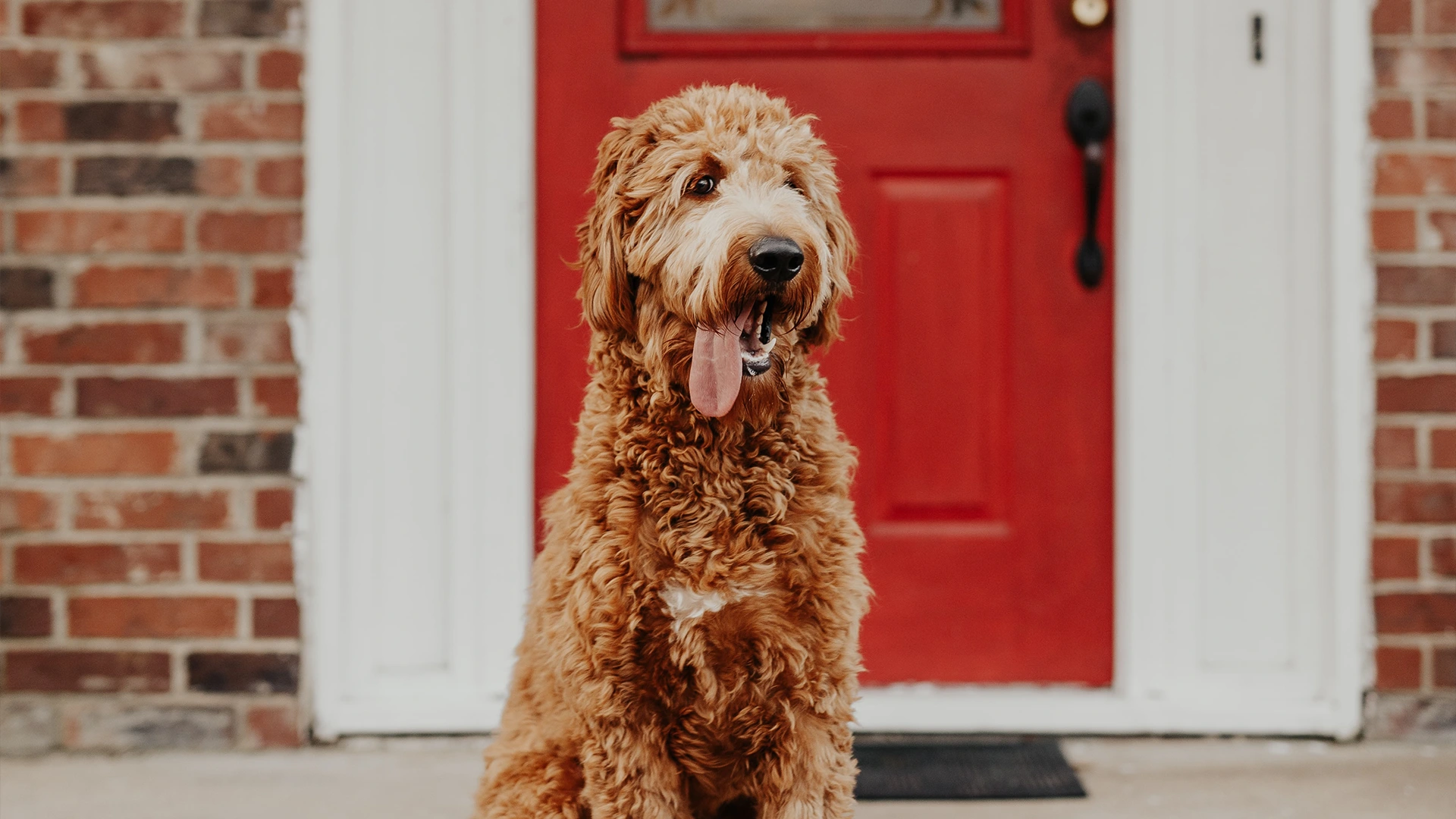 What are popular grooming styles for Goldendoodles in Oakland?
