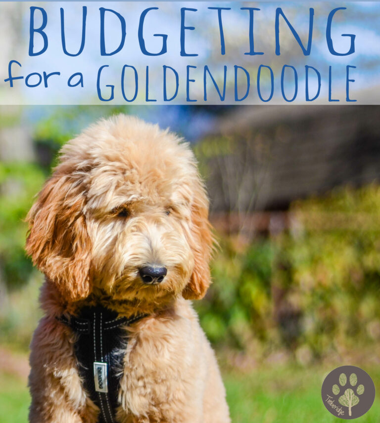 How Much Does Grooming Cost For A Goldendoodle?