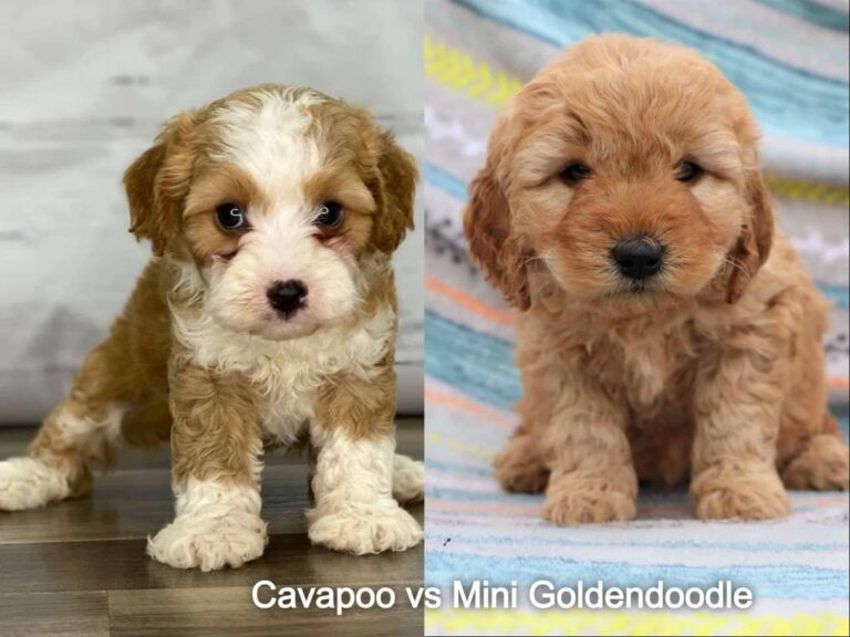 Cavapoo Vs Mini Goldendoodle: Which Is Better For You In 2023?