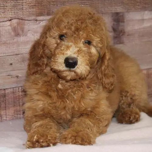 Goldendoodles in Alabama - Your Furry Companions in the Heart of Dixie