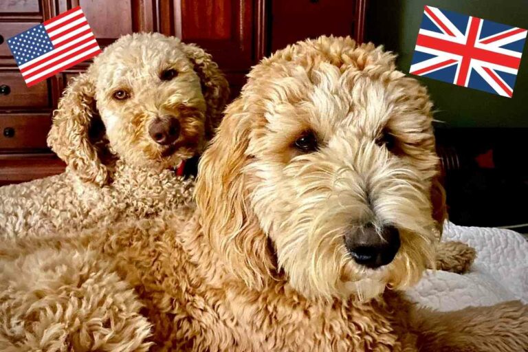 American Goldendoodle Vs English Goldendoodle: Get To Know Which Is Right For You?