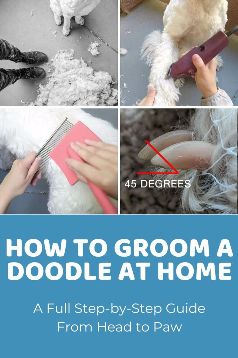 How To Groom A Goldendoodle Yourself?
