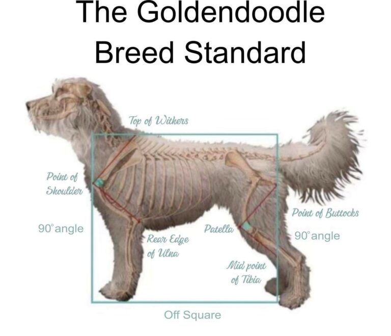 Are Standard Goldendoodles Considered Large Breed?