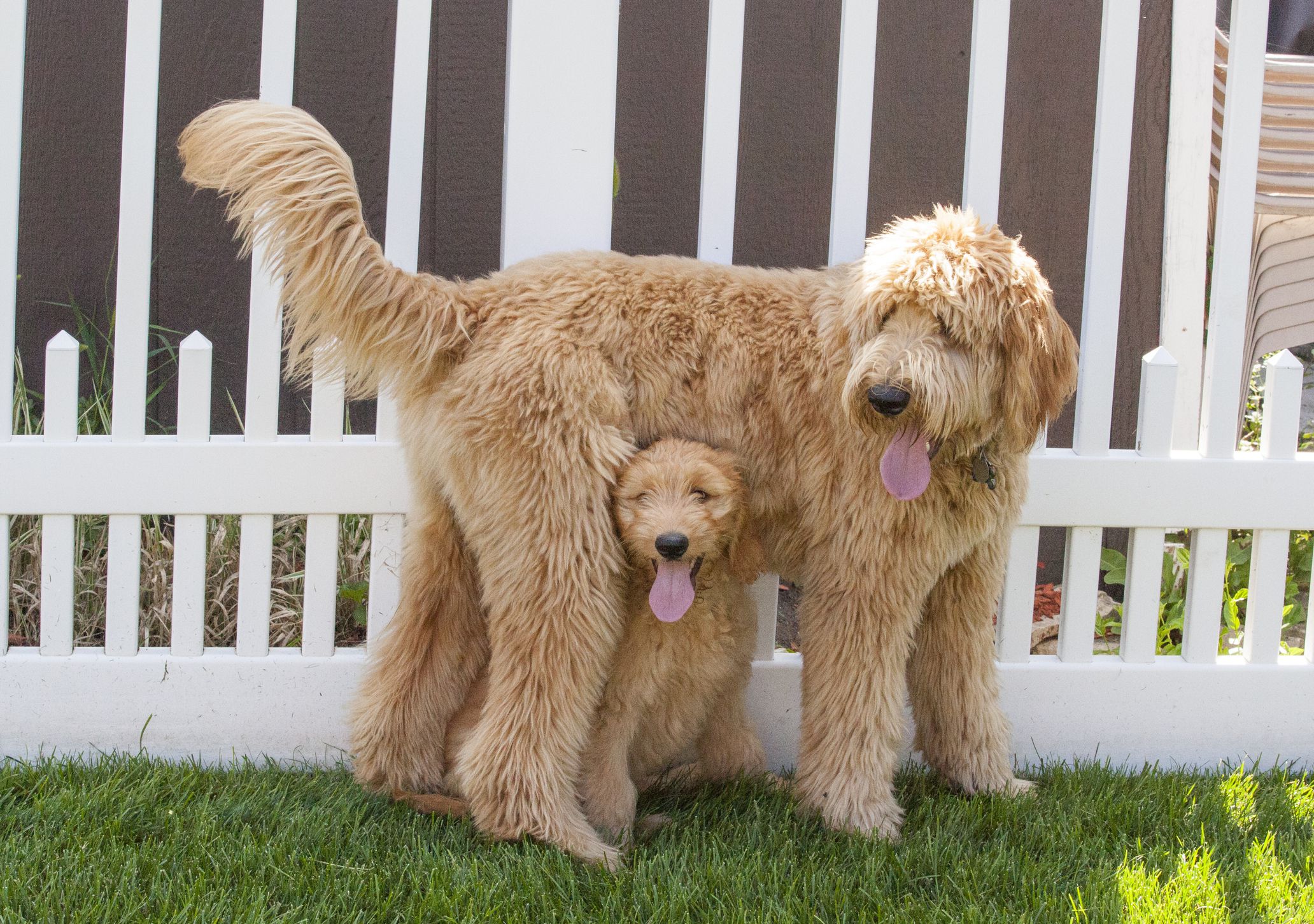 How Much Is a Goldendoodle Dog?