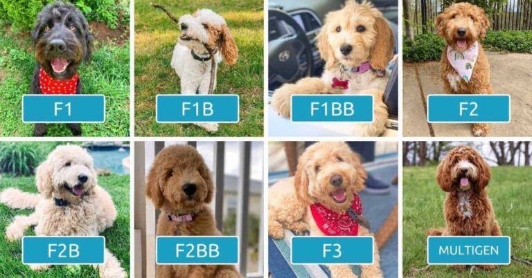 Goldendoodle F1b Vs F2b: Which Is Better For You In 2023?