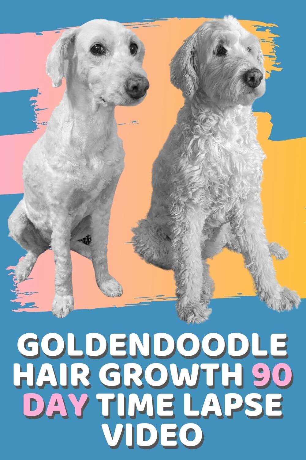 How Fast Does Goldendoodle Hair Grow?