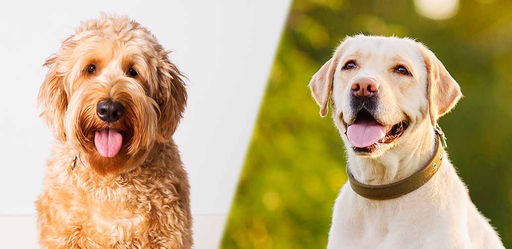 Can You Breed a Goldendoodle with a Lab?