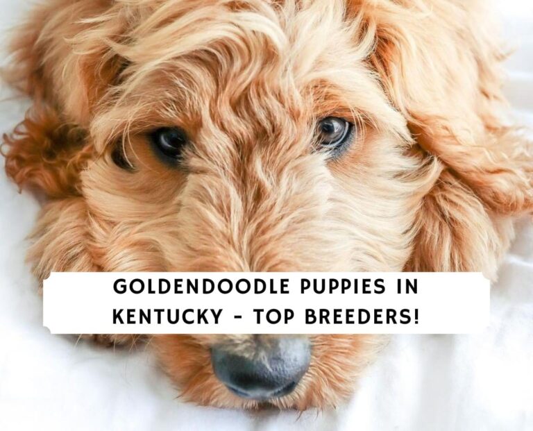 Goldendoodles In Kentucky – Your Guide To Kentucky’s Goldendoodle Puppies