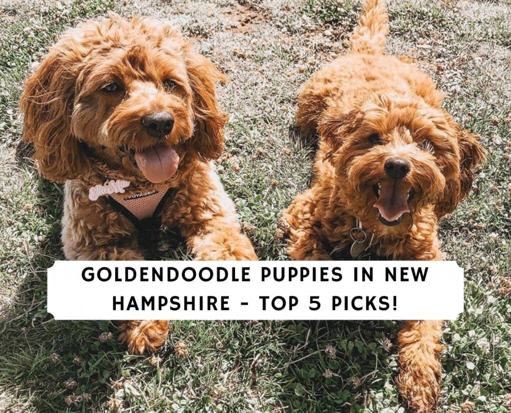 Goldendoodles in New Hampshire - Unleash Joy with a New Hampshire Doodle