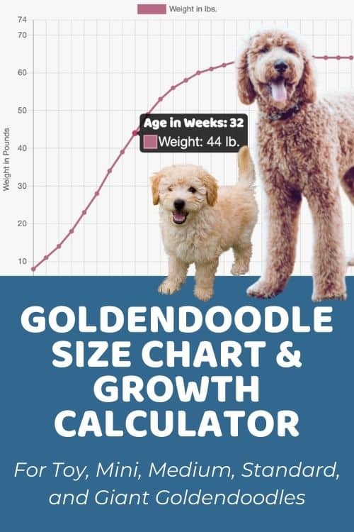 How Tall Are Goldendoodles?