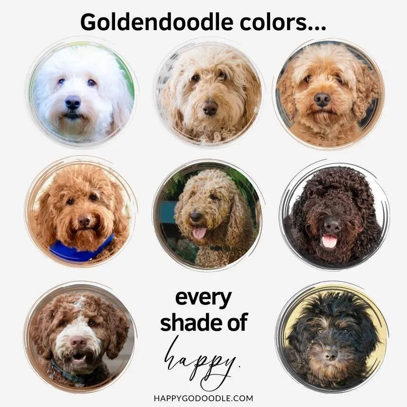 What are the available colors for Goldendoodles in New Haven?