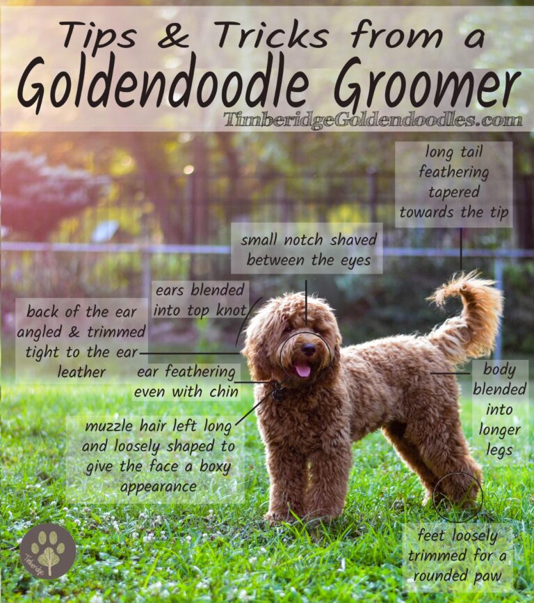 How Often Do Goldendoodles Need To Be Groomed?