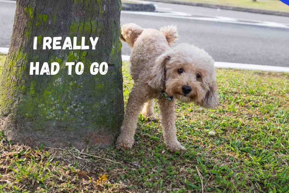 How Long Can Goldendoodles Hold Their Bladder?