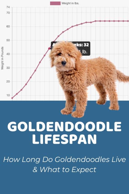 What is the average lifespan of a Goldendoodle in Stamford?