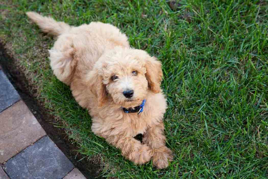 Are Goldendoodles Easy to Potty Train?