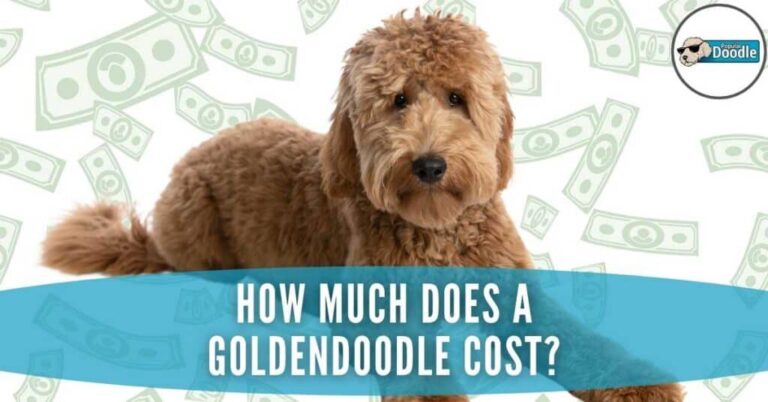 How Much Does A Goldendoodle Puppy Cost?