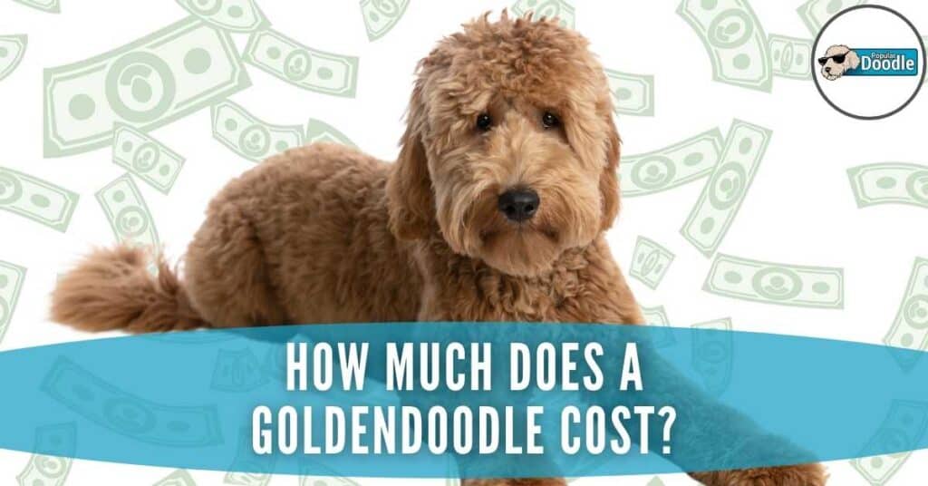 How Much Is a Mini Golden Doodle?