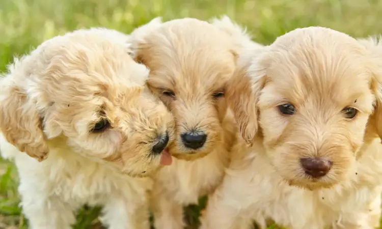 How Much Do Goldendoodle Breeders Make?