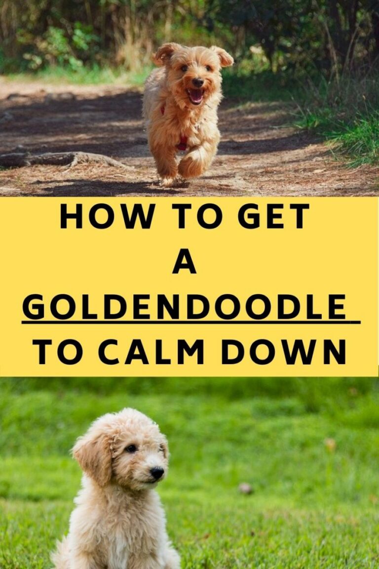 How To Calm A Goldendoodle?