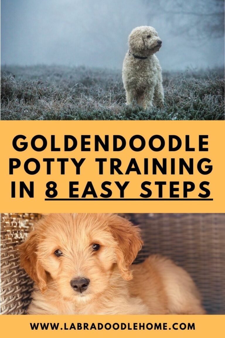 How To Potty Train A Golden Doodle?