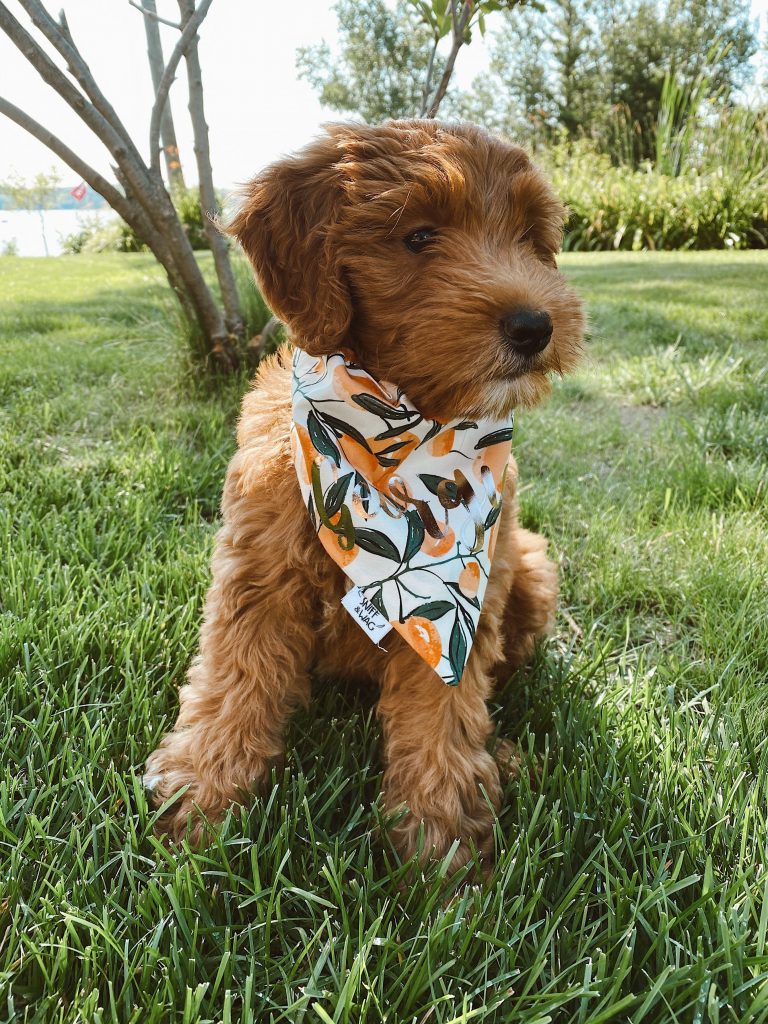 Goldendoodles in Georgia - Discover Georgia's Adorable Doodle Dogs