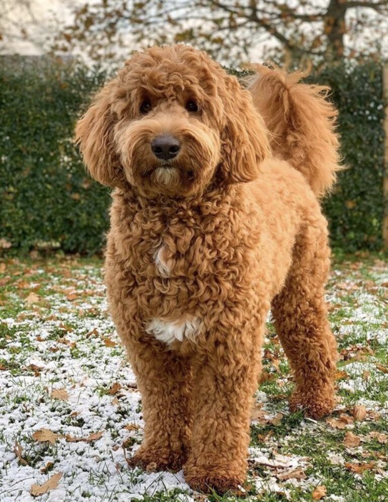 How Long Does A Mini Goldendoodle Live?