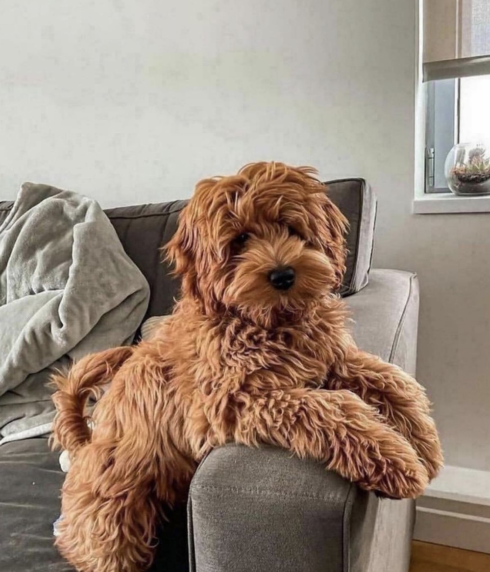 How Much Do F1b Mini Goldendoodles Cost?
