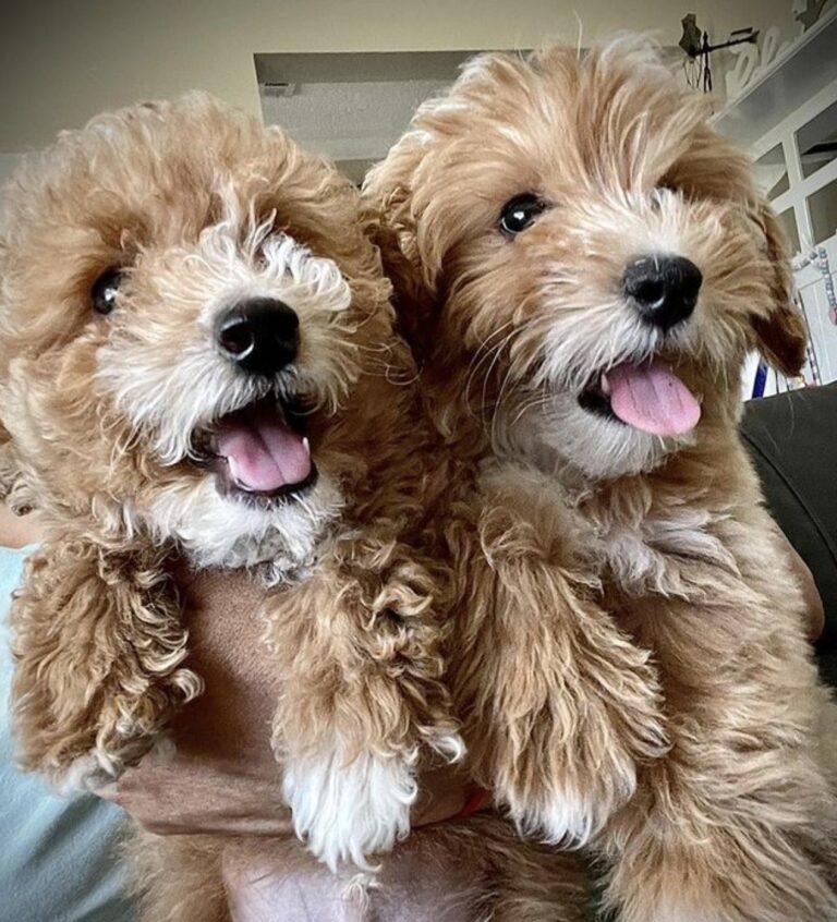 How Much Is A Micro Goldendoodle?