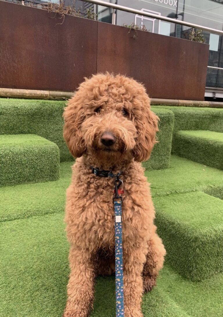 How Much Do F2 Goldendoodles Cost?