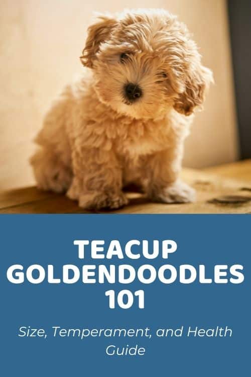 How Much Are Teacup Goldendoodles?