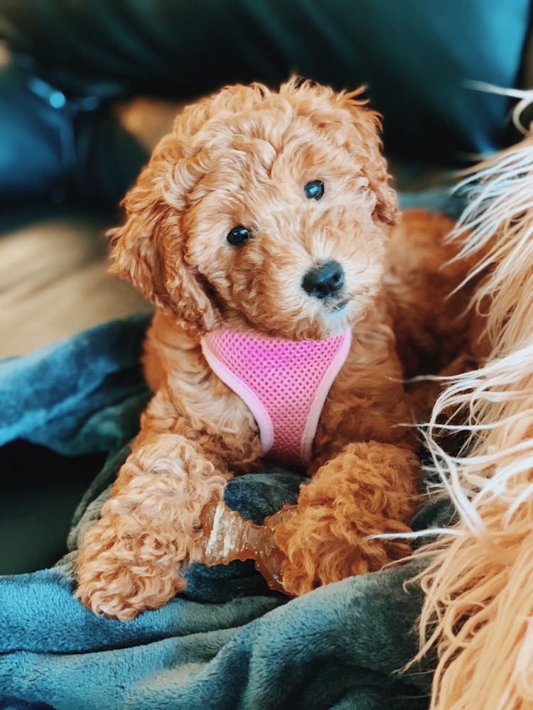 How Much Is A Mini Goldendoodle Puppy?