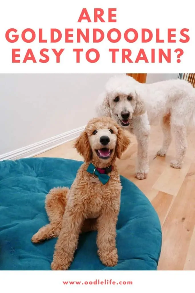 How to Train Goldendoodles?