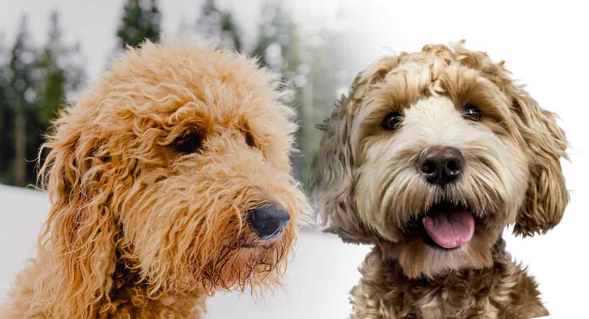 Can You Breed a Labradoodle with a Goldendoodle?