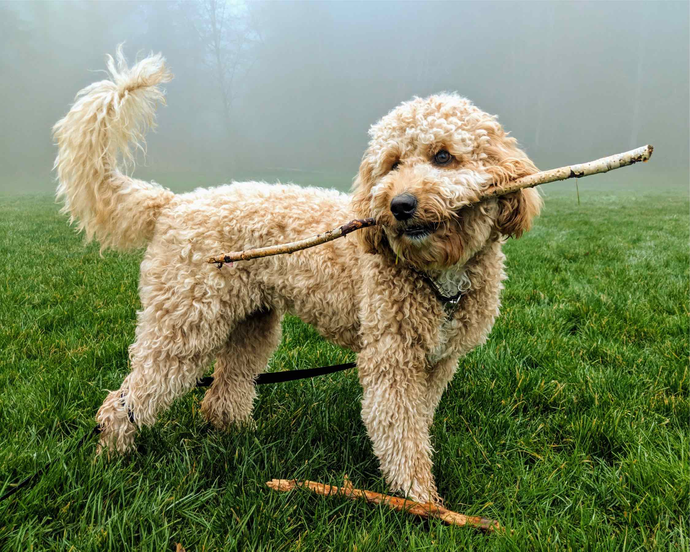 How can I help my Goldendoodle socialize in Columbia?