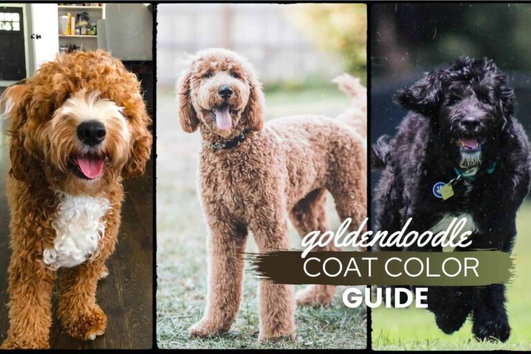 Multi Color Goldendoodle: A Dazzling Display Of Colors