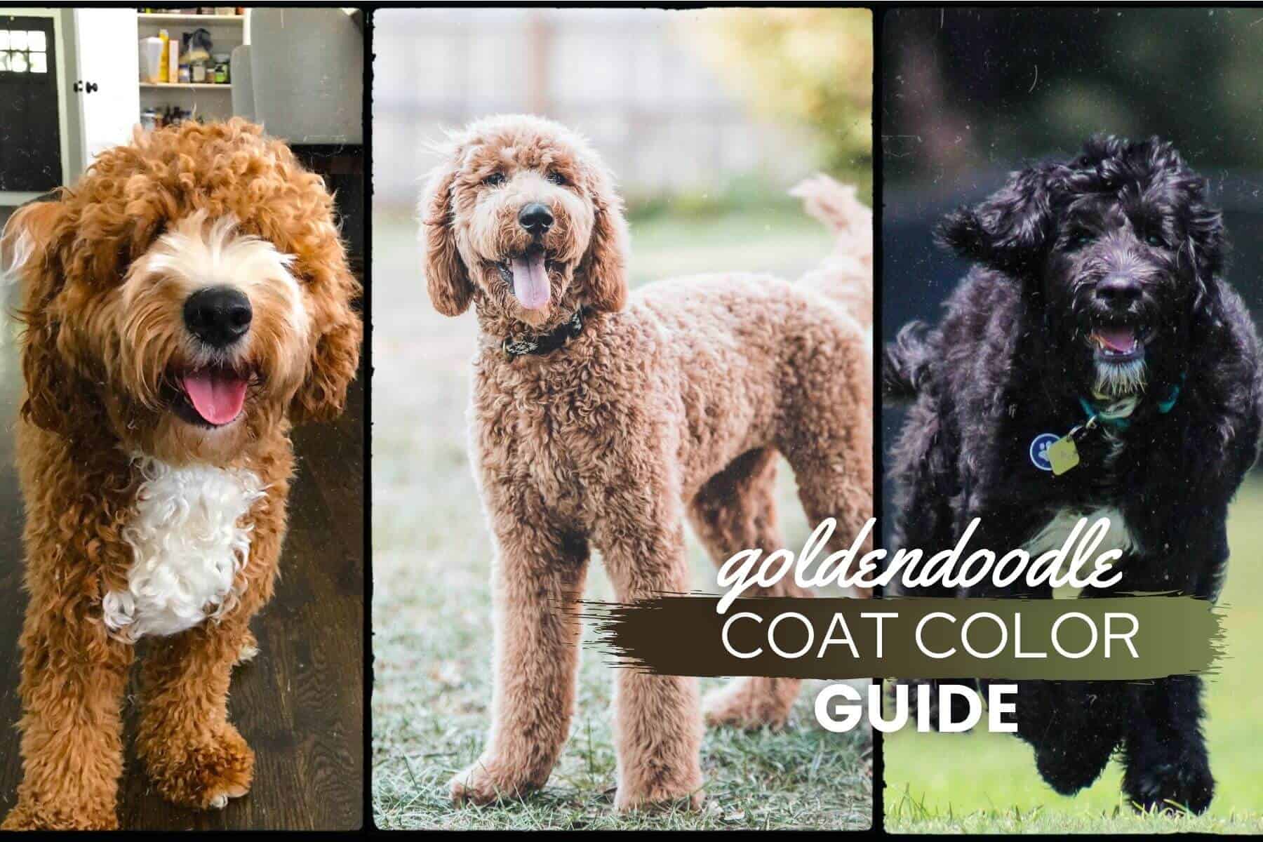 Multi Color Goldendoodle: A Dazzling Display of Colors