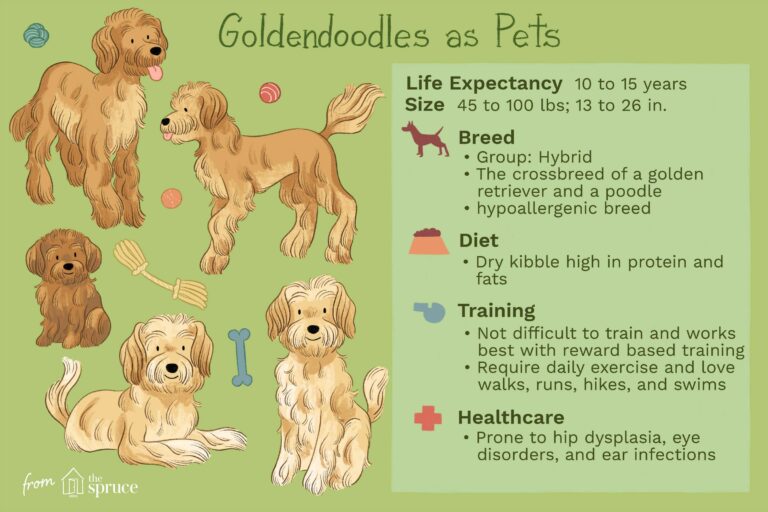 How To Care For A Goldendoodle?