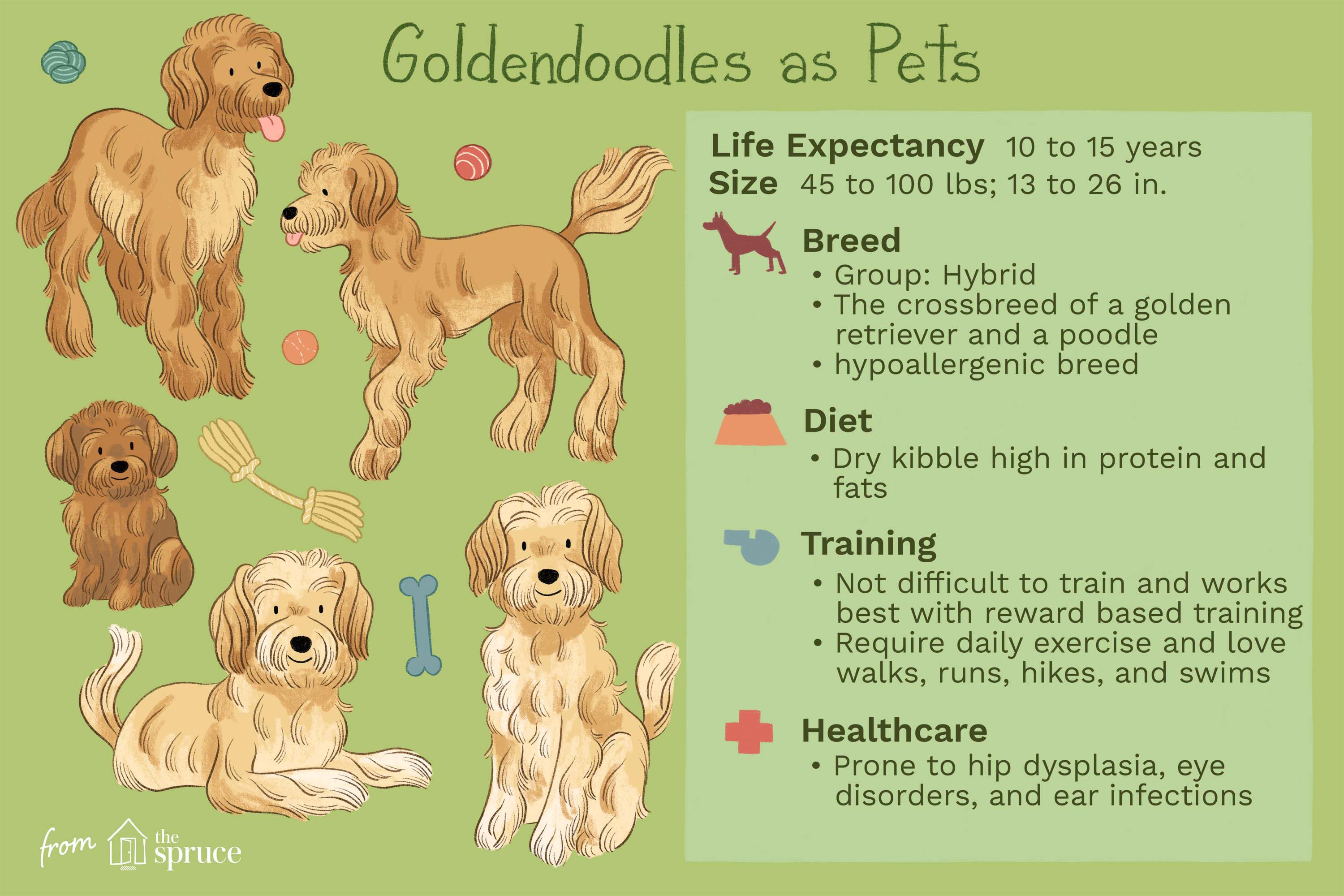 Are Goldendoodles Healthy?