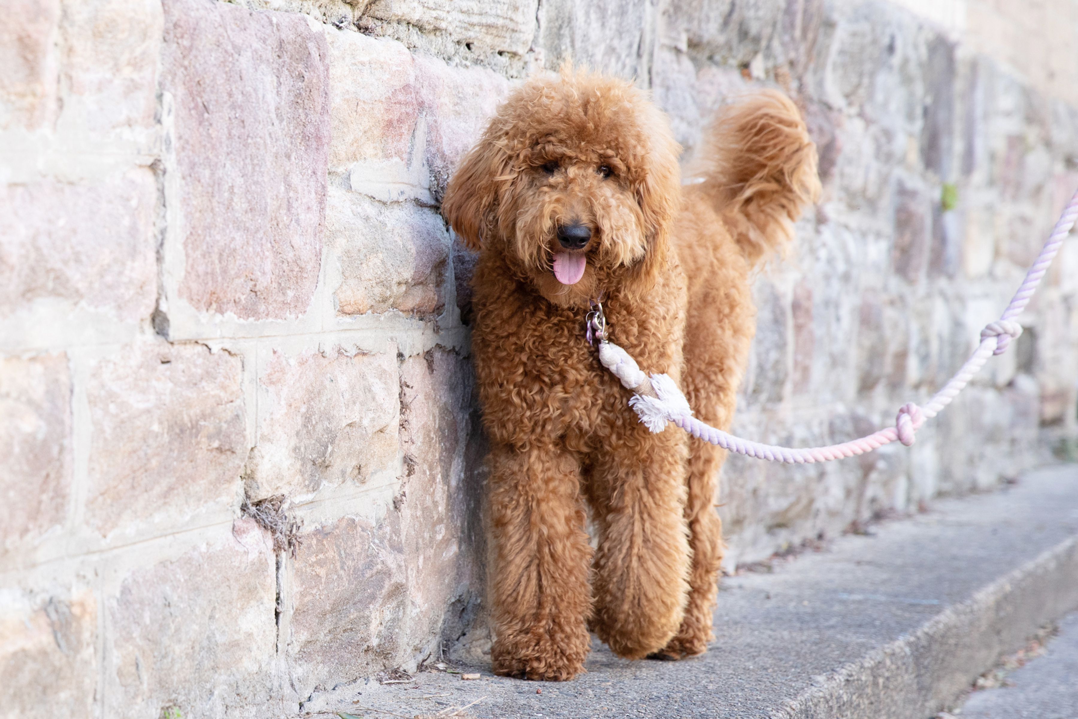 Is a Goldendoodle a Large Breed?